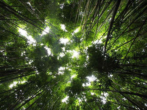 bamboo-jungle-plants2.jpg